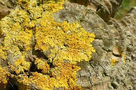Attēlu rezultāti vaicājumam “Xanthoria parietina”