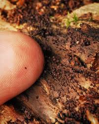 Attēlu rezultāti vaicājumam “Cribraria sp.”