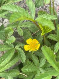 Attēlu rezultāti vaicājumam “Potentilla reptans flower”