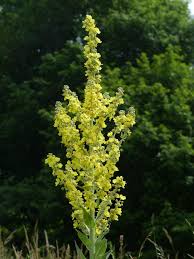 Attēlu rezultāti vaicājumam “Verbascum densiflorum flower”