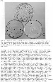 Attēlu rezultāti vaicājumam “Myriosclerotinia scirpicola”