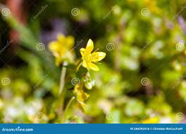 Attēlu rezultāti vaicājumam “Saxifraga cymbalaria flower”