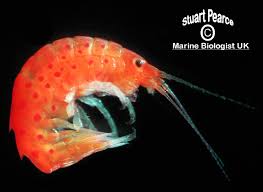 Attēlu rezultāti vaicājumam “Amphipoda”