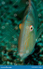 Image result for Xyrichtys novacula