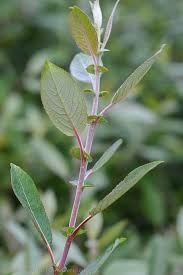 Attēlu rezultāti vaicājumam “Salix myrsinifolia”