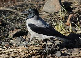 Attēlu rezultāti vaicājumam “Corvus cornix”