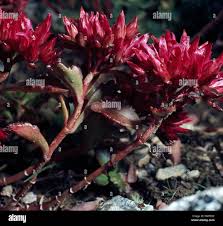 Attēlu rezultāti vaicājumam “Phedimus spurius flower”