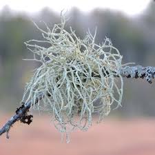 Attēlu rezultāti vaicājumam “Evernia mesomorpha”