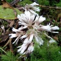 Attēlu rezultāti vaicājumam “Thelephora penicillata”