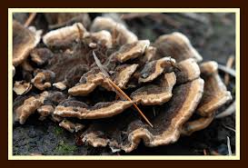 Attēlu rezultāti vaicājumam “Datronia mollis”