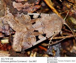 Attēlu rezultāti vaicājumam “Orthosia gothica”