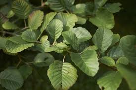 Attēlu rezultāti vaicājumam “Alnus glutinosa leaf”
