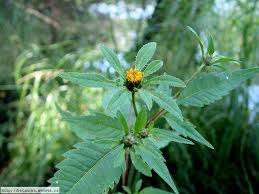 Attēlu rezultāti vaicājumam “Bidens frondosa flower”