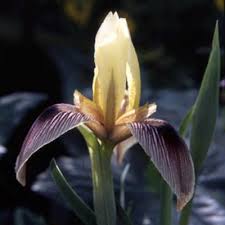 Attēlu rezultāti vaicājumam “Iridaceae”