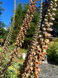 Image result for Digitalis ferruginea