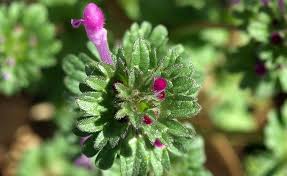 Attēlu rezultāti vaicājumam “Lamium amplexicaule leaf”