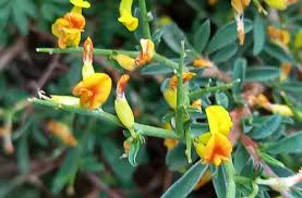 Attēlu rezultāti vaicājumam “Anthyllis maritima bud”