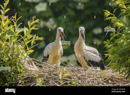 Attēlu rezultāti vaicājumam “Ciconia ciconia juvenile”