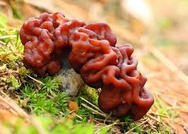 Attēlu rezultāti vaicājumam “Gyromitra esculenta”