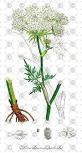 Attēlu rezultāti vaicājumam “Peucedanum palustre leaf”