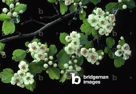 Attēlu rezultāti vaicājumam “Crataegus laevigata bud”