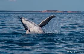 Image result for Megaptera novaeangliae