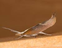 Attēlu rezultāti vaicājumam “Ypsolopha dentella”