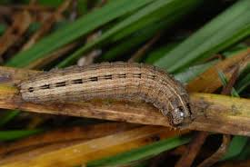 Attēlu rezultāti vaicājumam “Thalpophila matura”