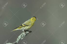 Attēlu rezultāti vaicājumam “Carduelis spinus male”