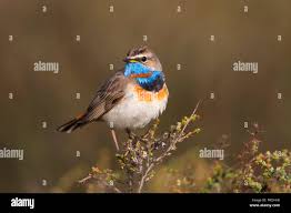 Attēlu rezultāti vaicājumam “Luscinia svecica adult”