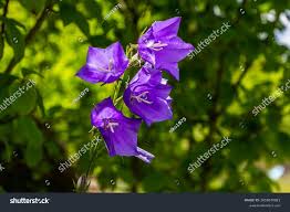 Attēlu rezultāti vaicājumam “Campanula latifolia leaf”