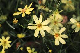 Image result for Coreopsis