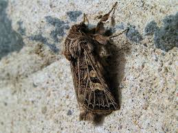 Attēlu rezultāti vaicājumam “Tholera decimalis male”