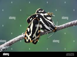 Attēlu rezultāti vaicājumam “Parasemia plantaginis”