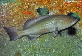 Image result for Mycteroperca interstitialis