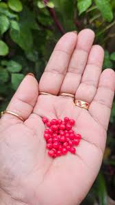 Attēlu rezultāti vaicājumam “Hydrocotyle vulgaris fruit”