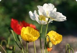 Image result for Papaver nudicaule