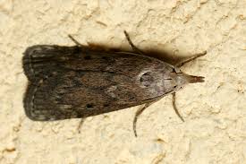 Attēlu rezultāti vaicājumam “Aphomia sociella”