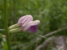 Attēlu rezultāti vaicājumam “Vicia sylvatica bud”