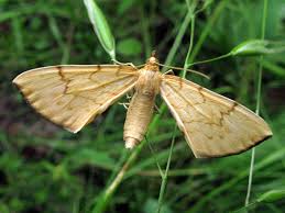 Attēlu rezultāti vaicājumam “Eulithis pyraliata”