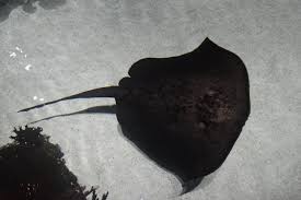 Image result for Bathytoshia centroura