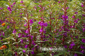 Image result for Impatiens balsamina