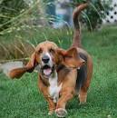 50 Photos Of Basset Hounds Running