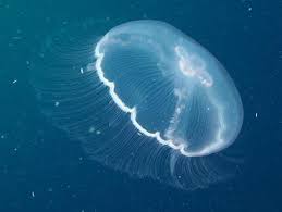 Attēlu rezultāti vaicājumam “Aurelia aurita”