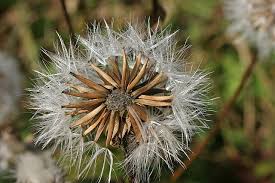 Attēlu rezultāti vaicājumam “Crepis paludosa fruit”