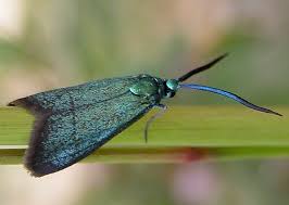 Attēlu rezultāti vaicājumam “Zygaenidae”