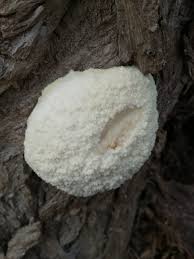 Attēlu rezultāti vaicājumam “Reticularia jurana”