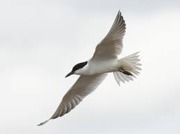 Image result for Gelochelidon nilotica