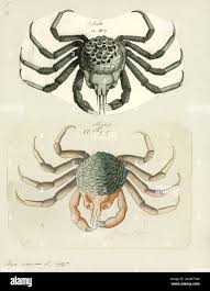 Image result for Hyas araneus