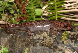 Attēlu rezultāti vaicājumam “Diderma roanense macro”